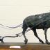 Plow Horse